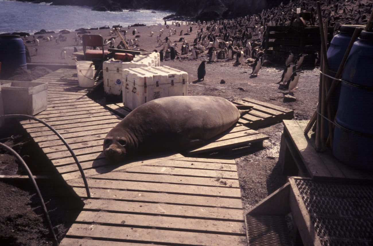 A elephant seal takes a break on the Seal Island boardwalk