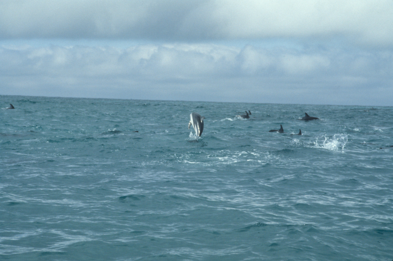 Porpoising dusky dolphins, Southern Ocean