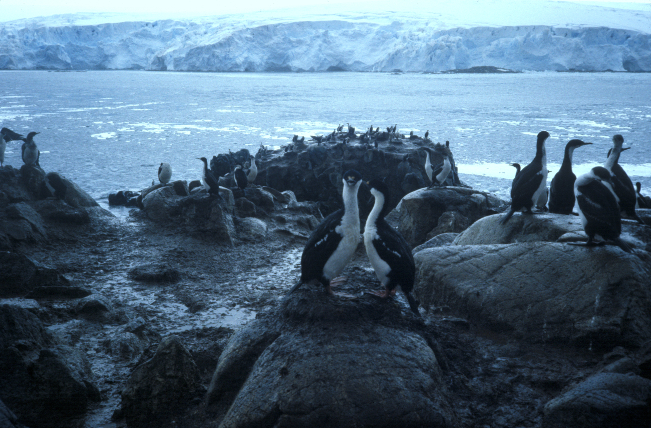 Antarctic shags gather at their coastal nesting site