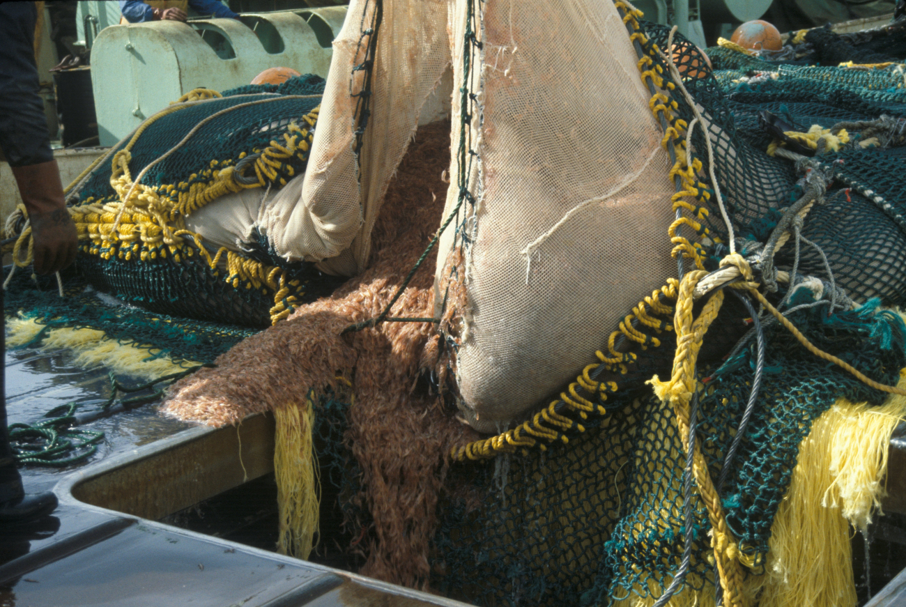 Cod end of midwater trawl net on Japanese krill trawler that was inspected by the AMLR Program in 1995