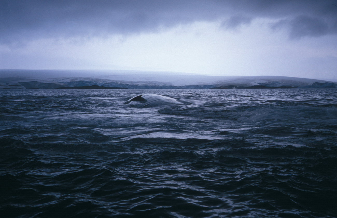 Fin whale, South Shetland Islands, Antarctica