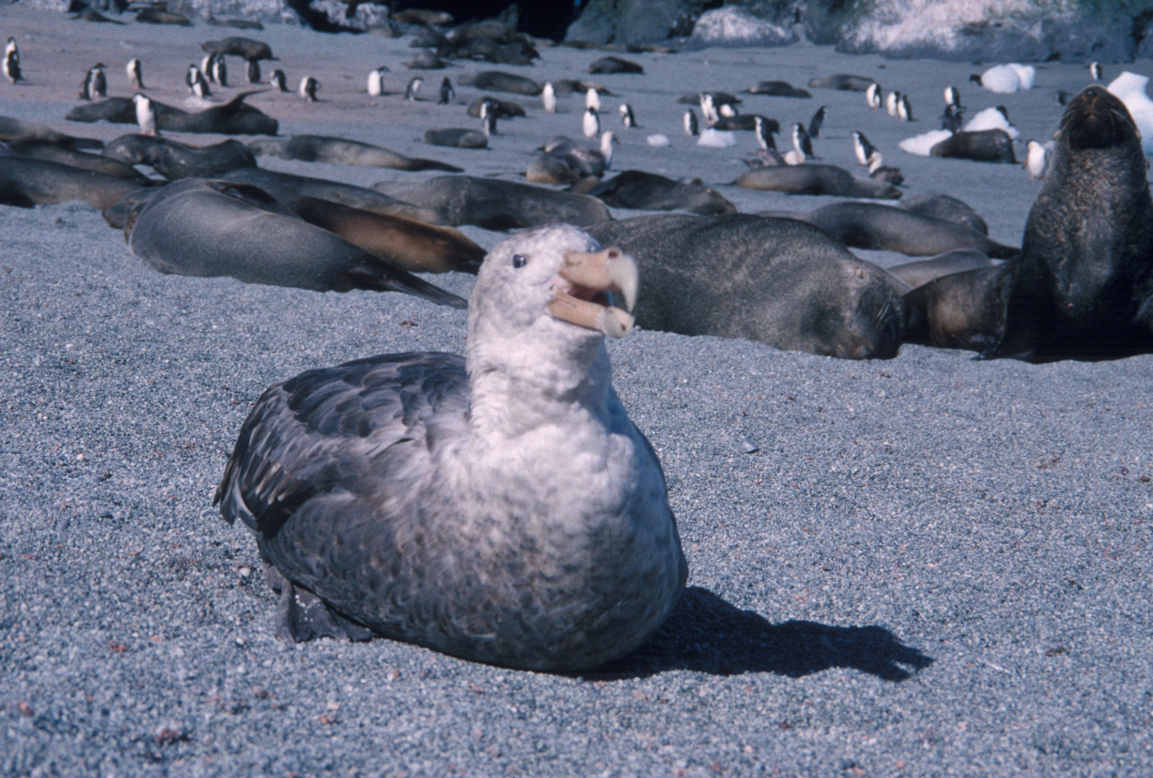 Southern giant petrel with Antarctic fur seals, South Shetland Islands