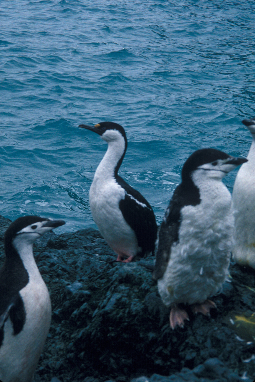 Antarctic shag with molting chinstrap penguins, South Shetland Islands
