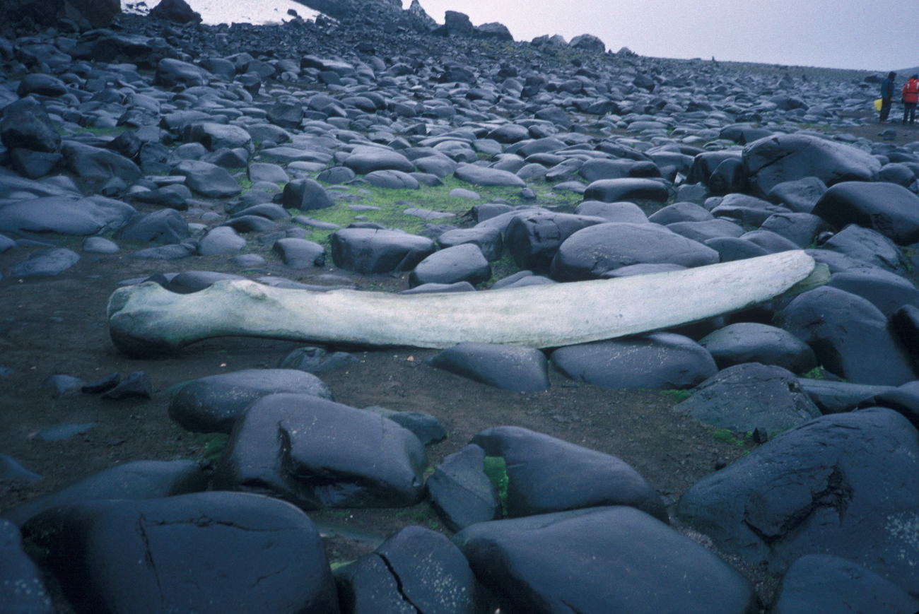 A whale bone, Shouth Shetland Islands, Antarctica