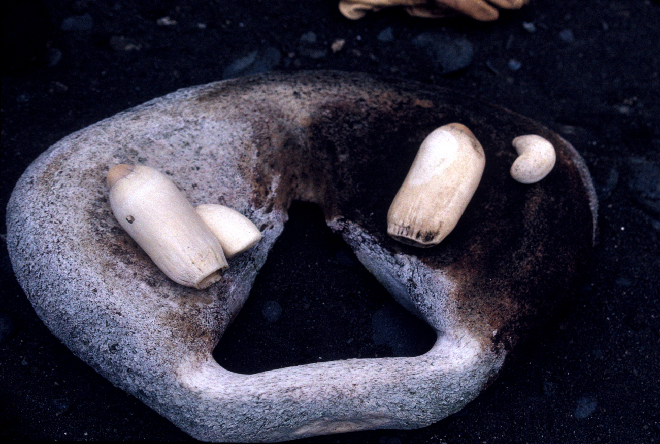 Whale bones and teeth, Seal Island, Antarctica