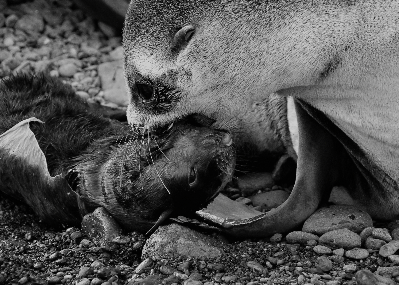 An Antarctic fur seal mother cleans her newborn pup