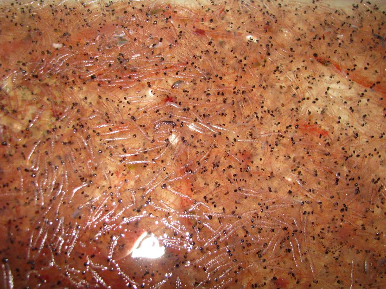 A catch of Antarctic krill, Euphausia superba