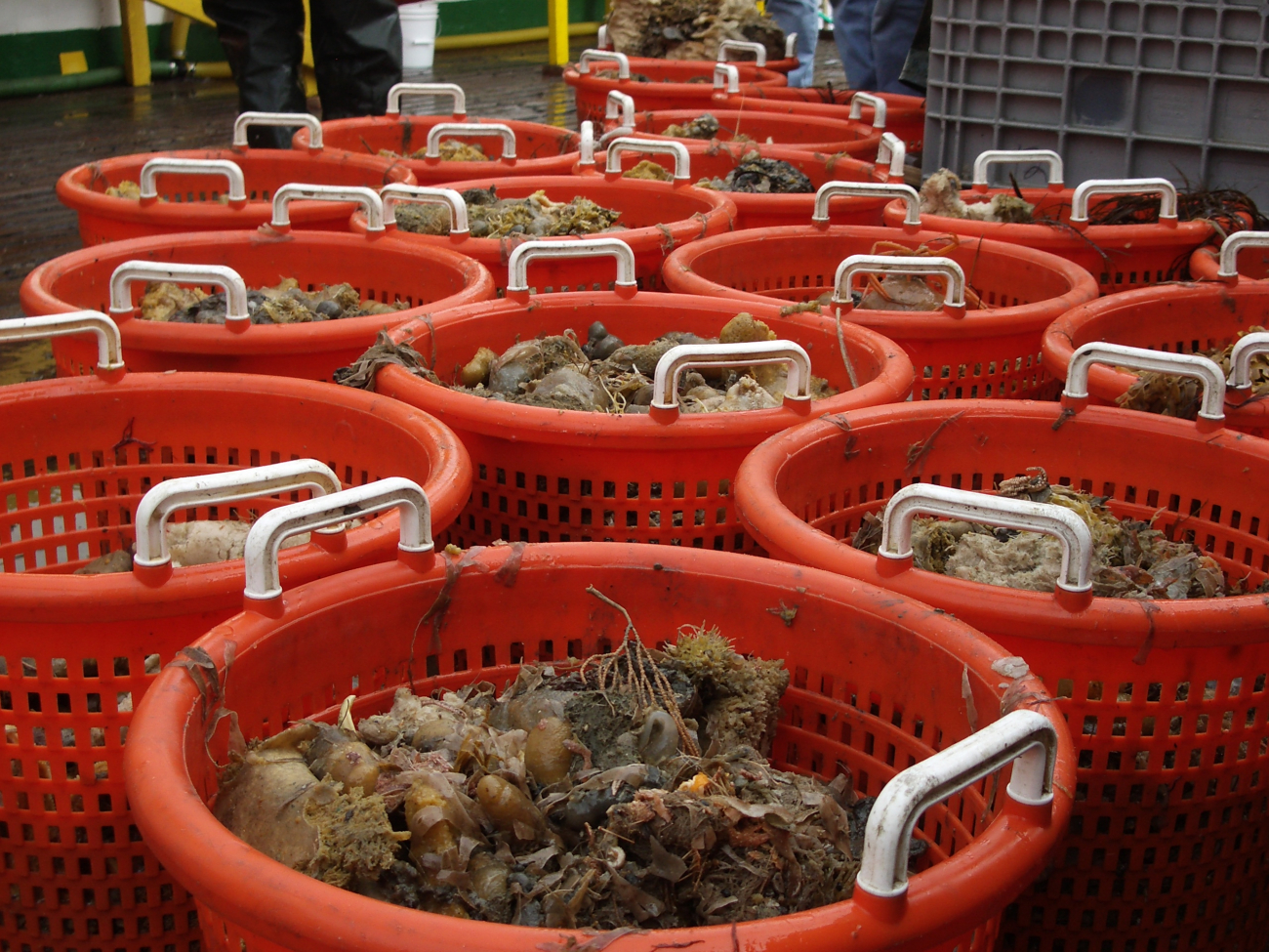 Benthic catch aboard the R/V Yuzhmorgeologiya, sorted into baskets for analysis