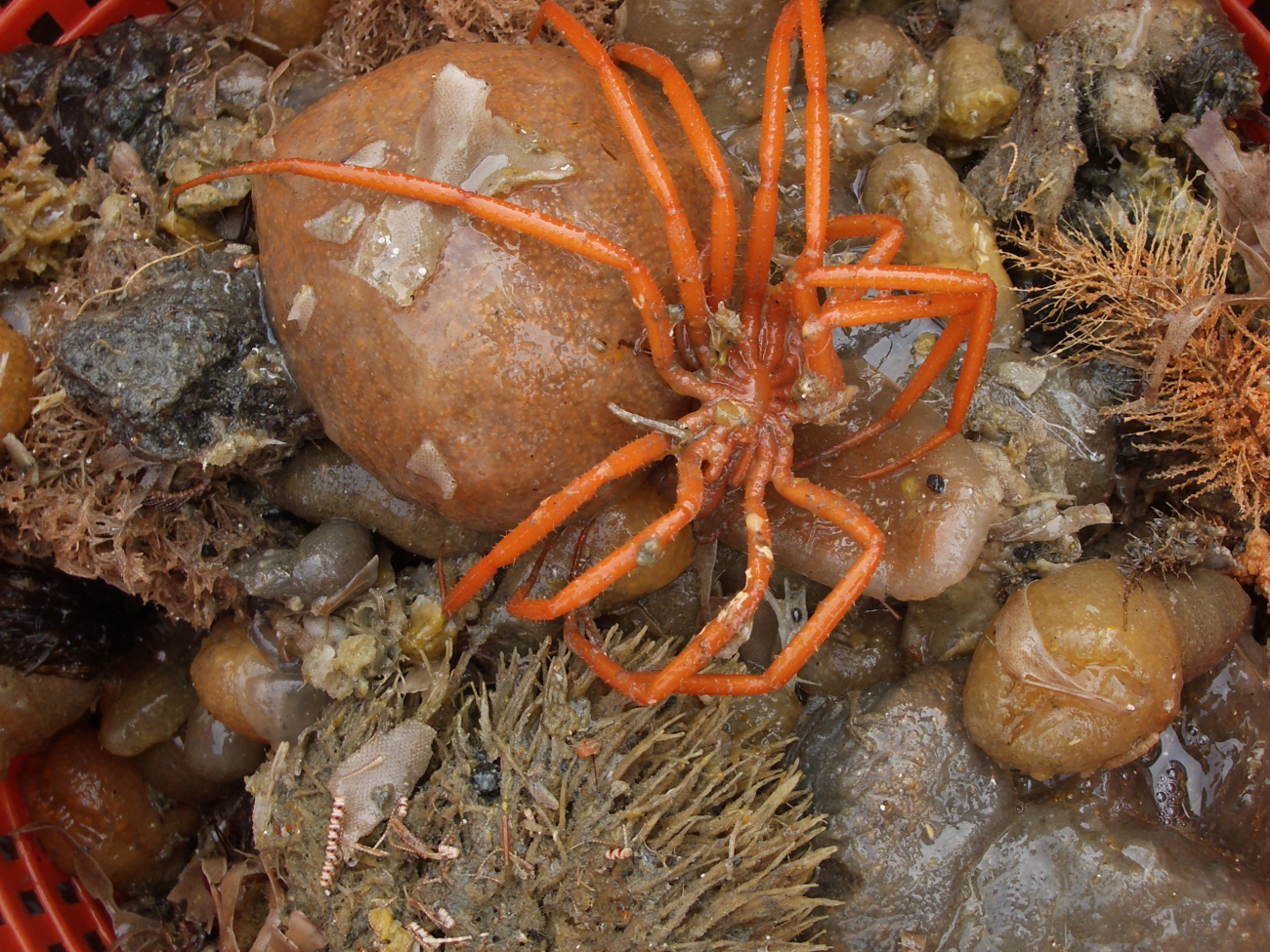 Benthic invertebrate catch, with a crab