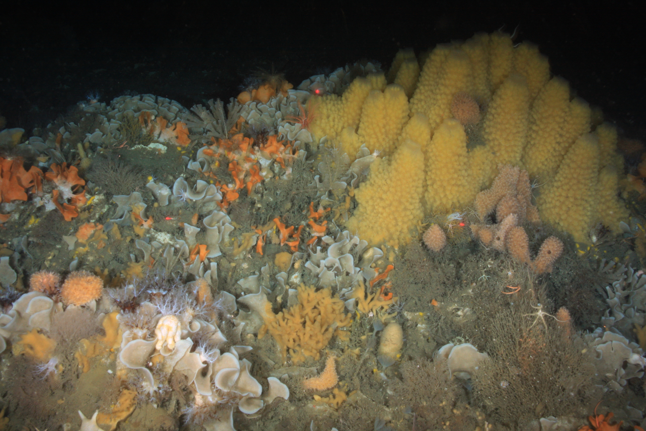 Benthic invertebrates on the Antarctic sea floor
