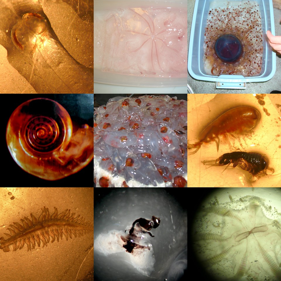 Composite photo of Antarctic invertebrates and fish larvae