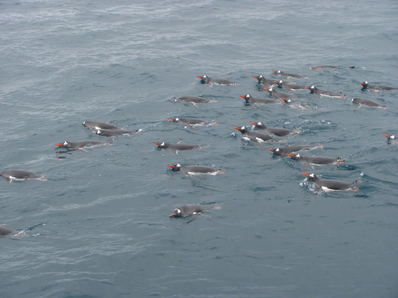 A group of swimming gentoo penguins