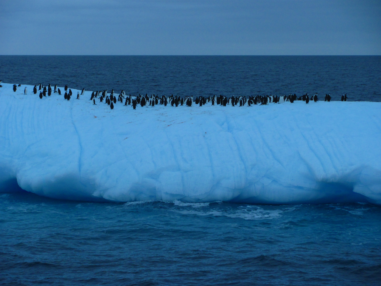 A group of chinstrap penguins floats on an iceberg