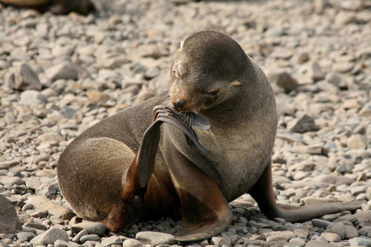 A female Antarctic fur seal grooms her flipper