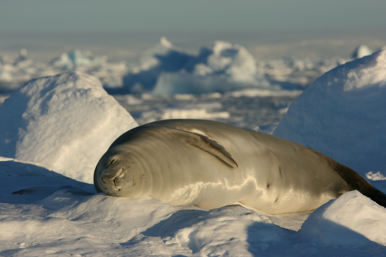 A crabeater seal catching a cat nap in the setting sun