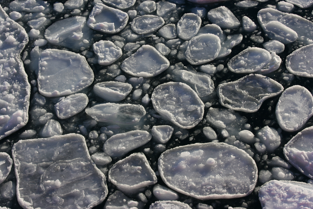Pancake ice, South Shetland Islands