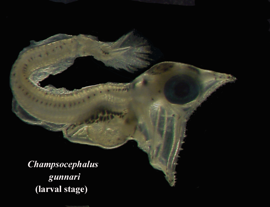 Champsocephalus gunnari, larval stage