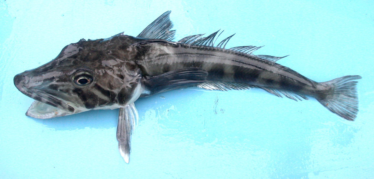 Chionodraco rastrospinosus, an Antarctic icefish