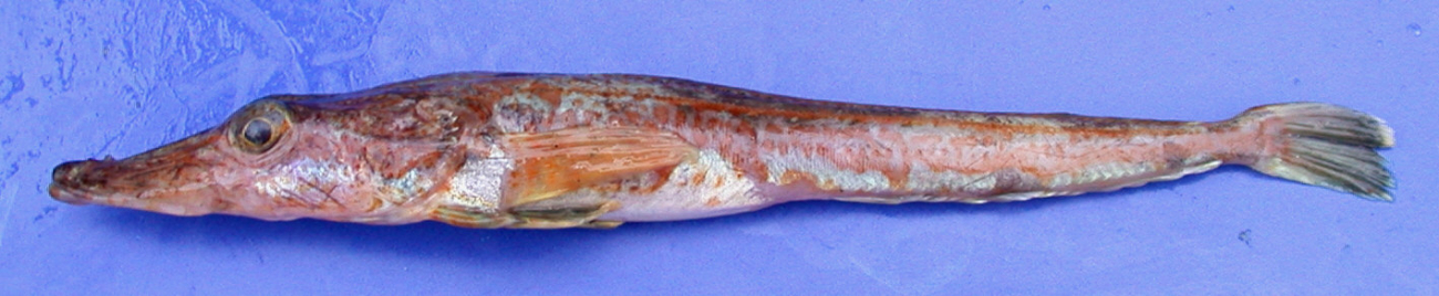 Parachaenichthys charcoti, Charcot's dragonfish