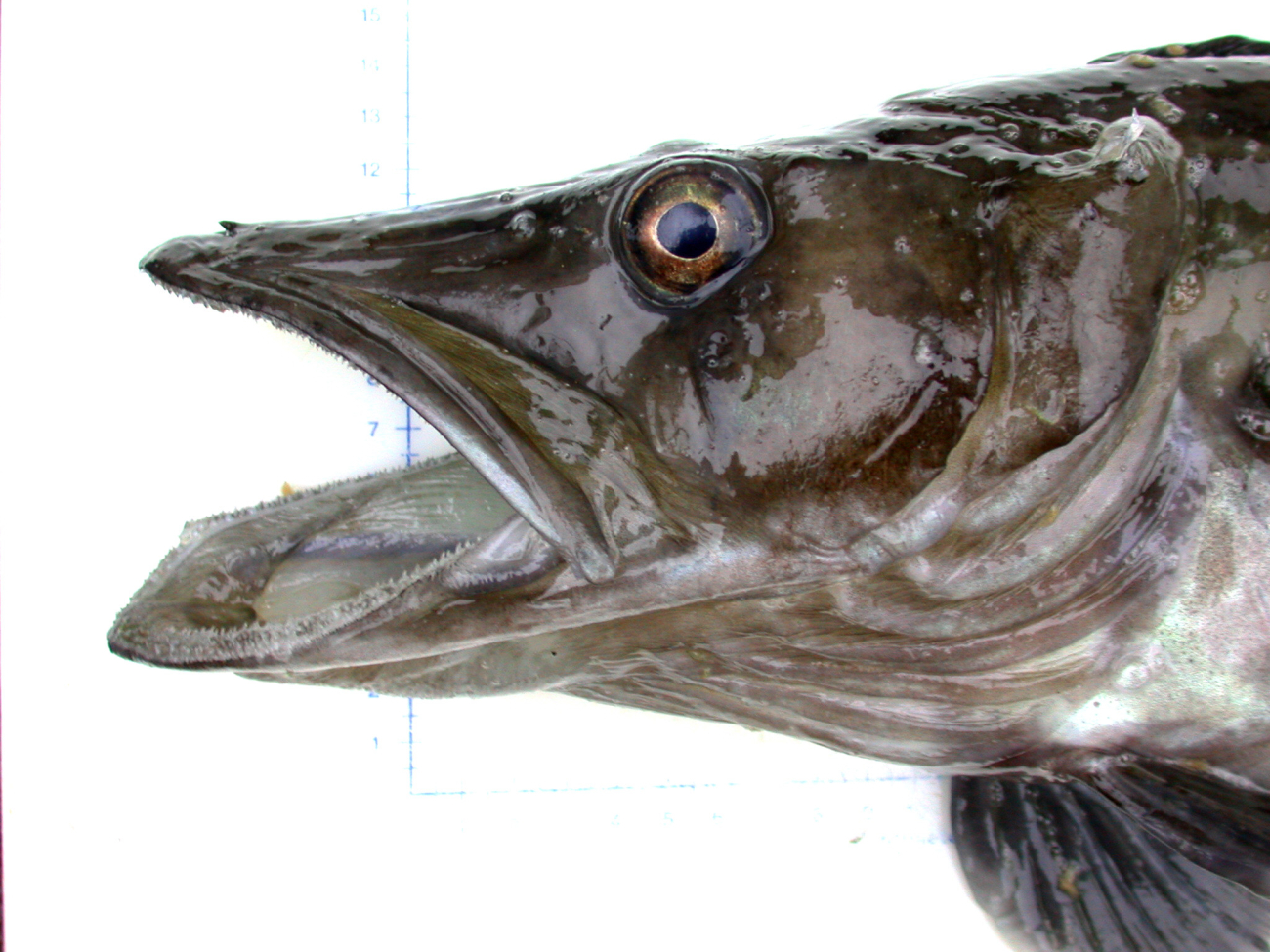 Pseudochannichthys georgianus, a species of Antarctic icefish