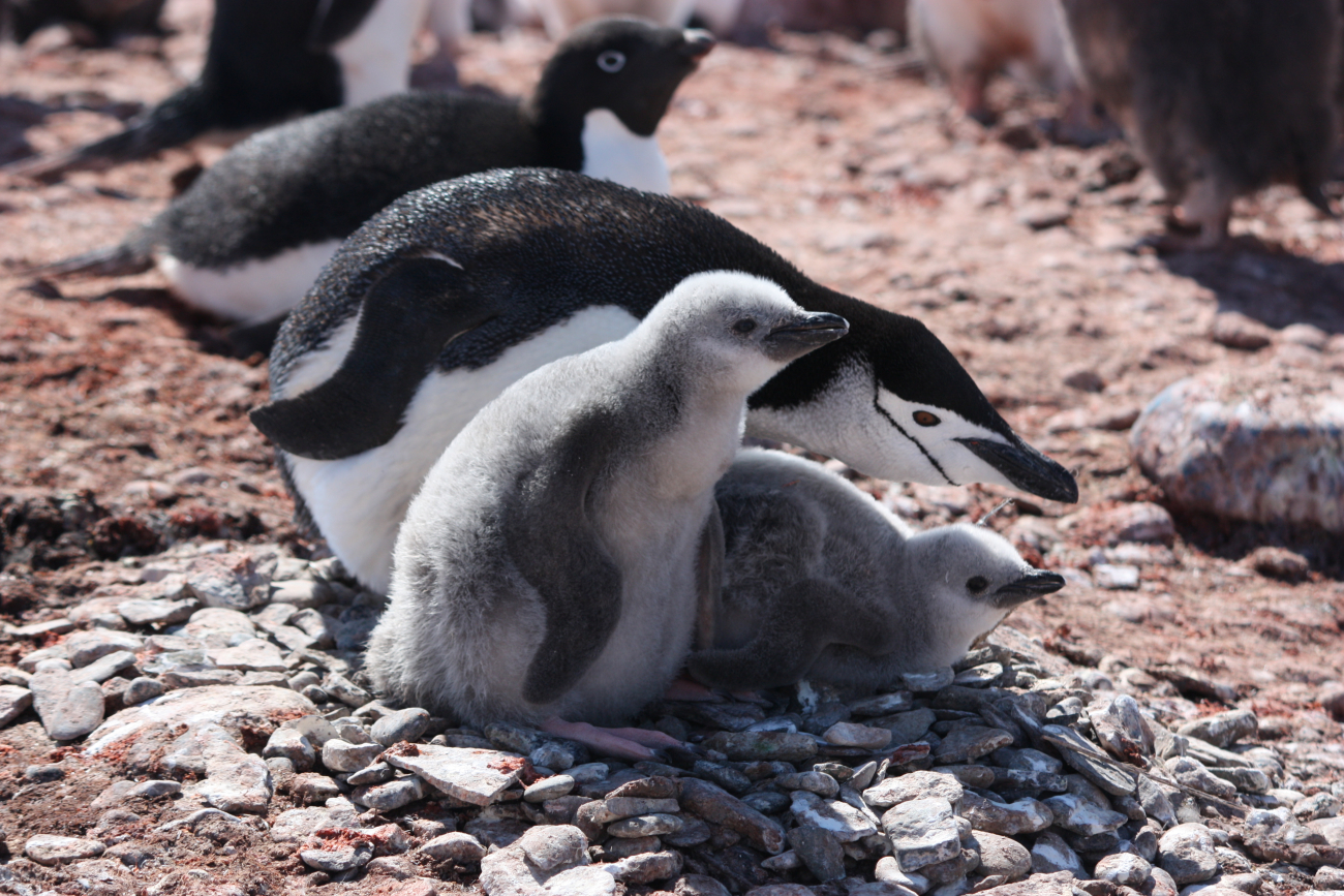Chinstrap penguin parent with two chicks