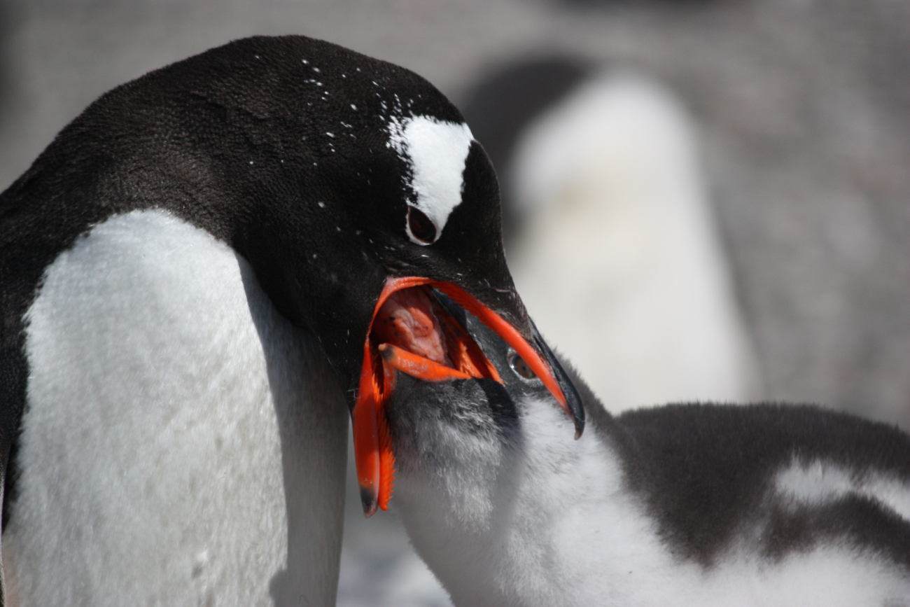 Adult gentoo penguin feeds its chick regurgitated krill