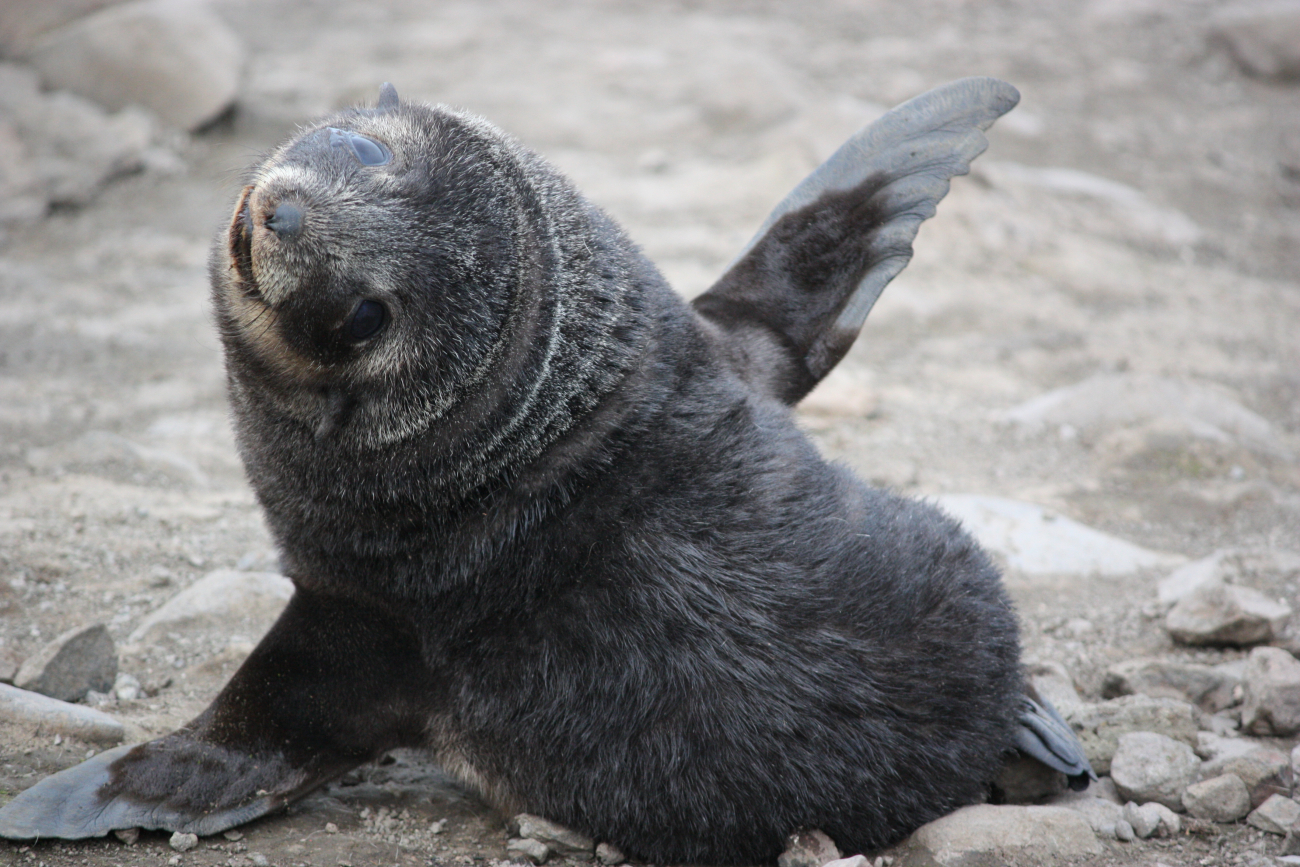 Playful Antarctic fur seal pup