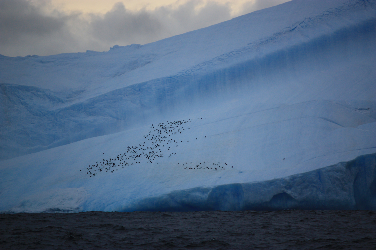 Penguins cling to the side of an iceberg