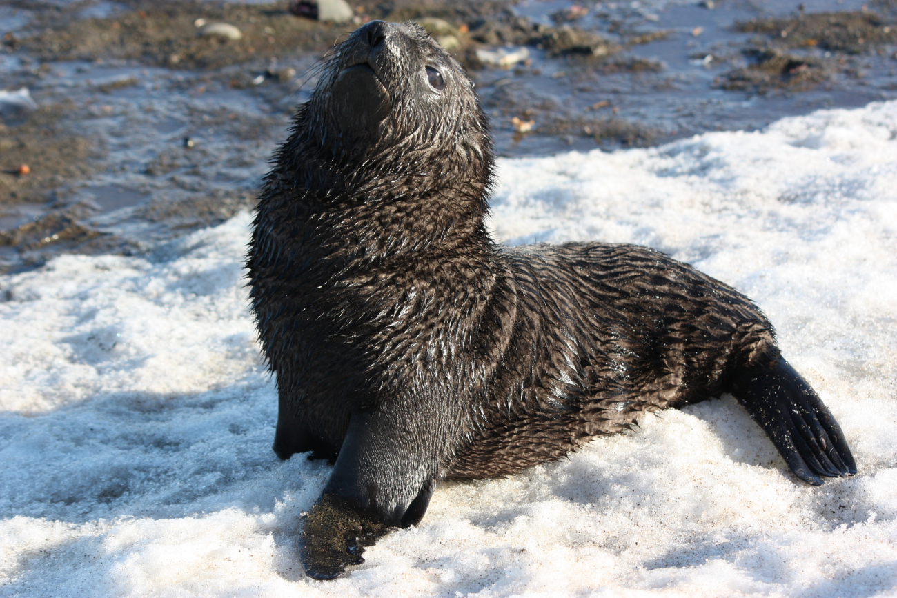 Antarctic fur seal pup in the snow