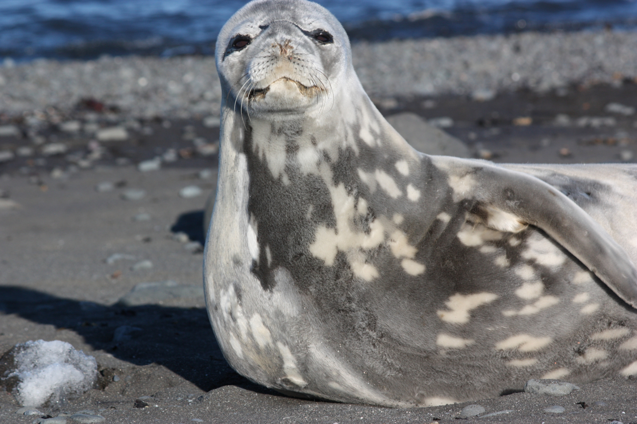 A resting Weddell seal