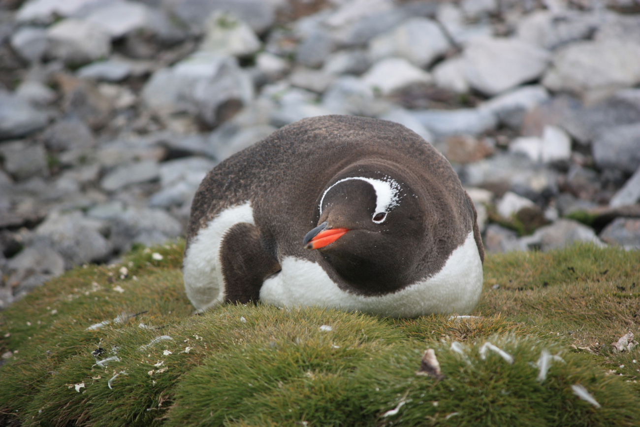 A gentoo penguin, South Shetland Islands