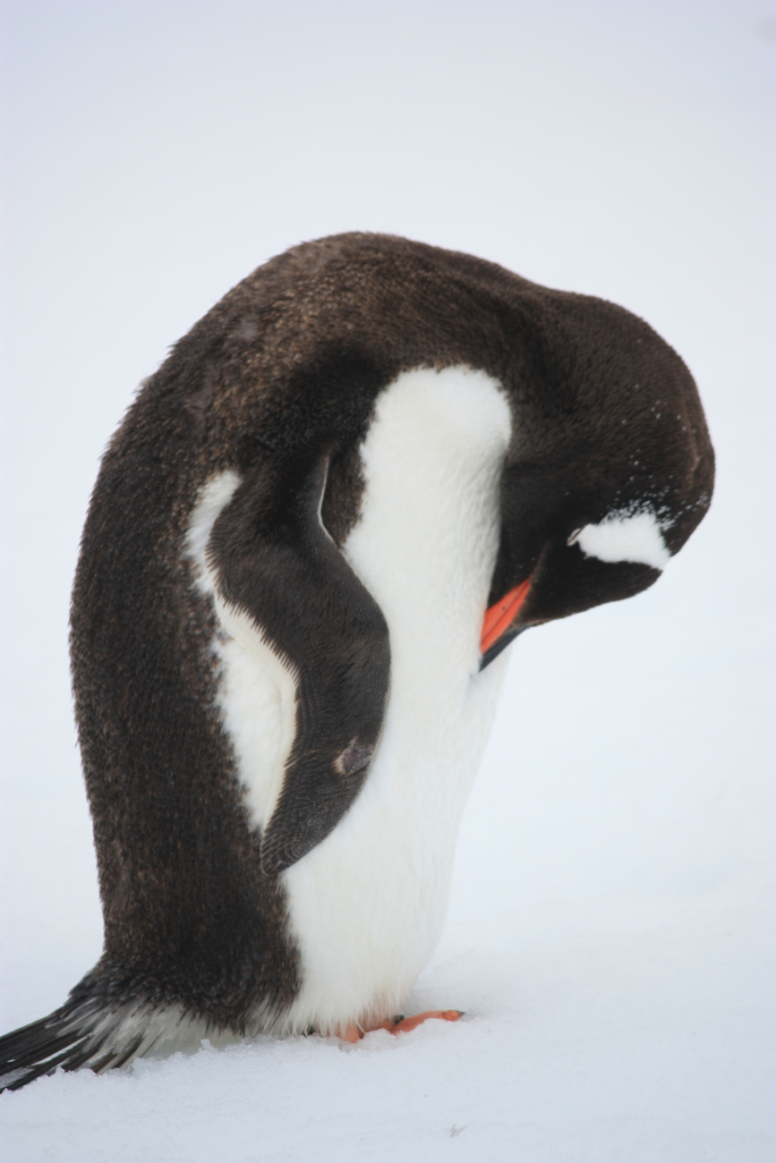 A resting gentoo penguin