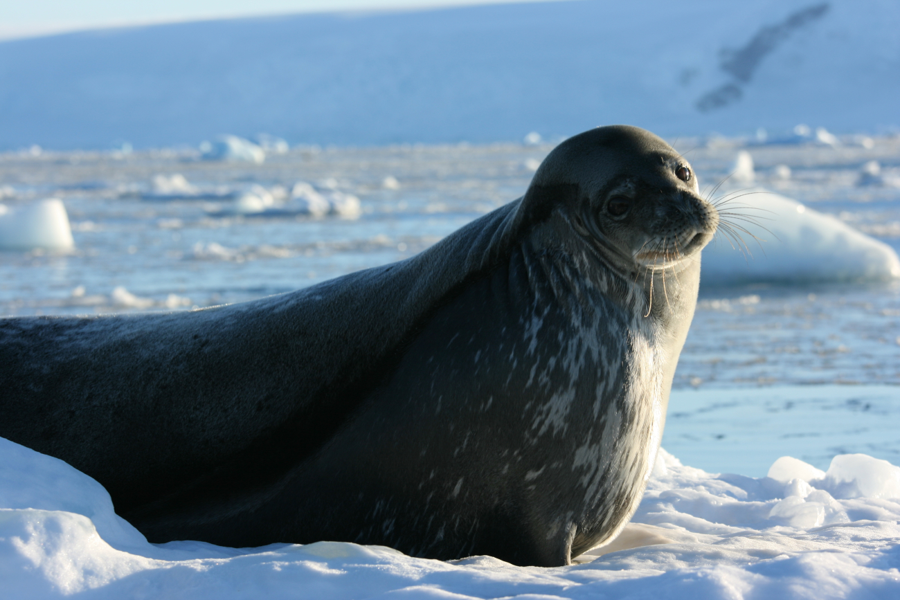 A Weddell seal resting on a ice floe in the Antarctic Peninsula