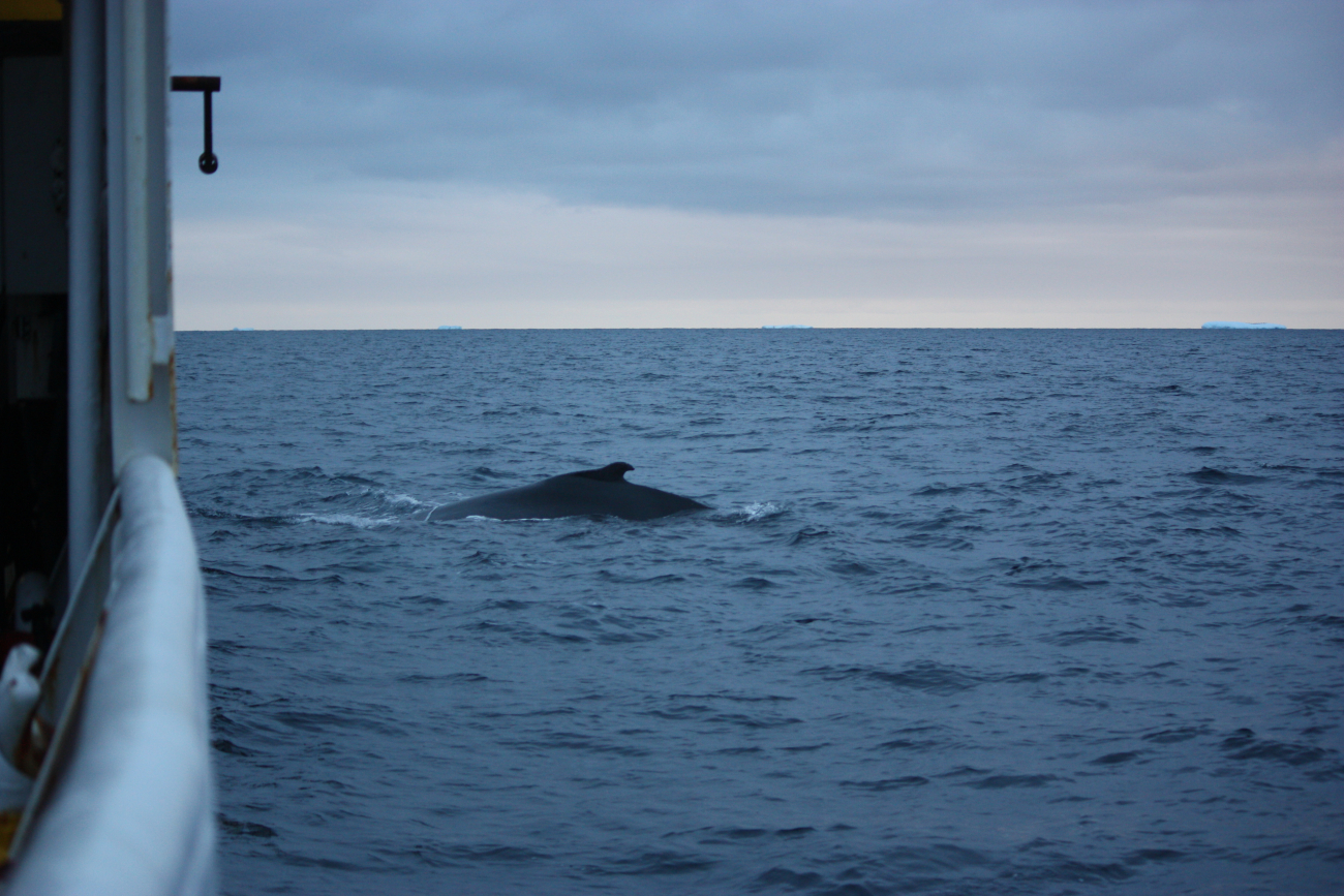 A curious humpback whale near the R/V Moana Wave