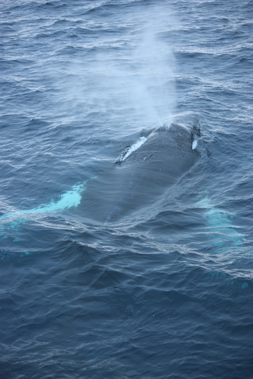 A humpback whale blow
