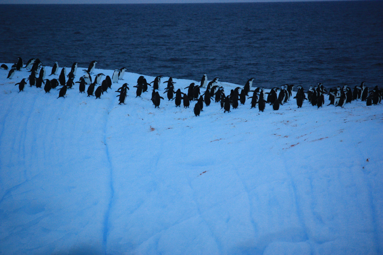 Chinstrap penguins atop an iceberg