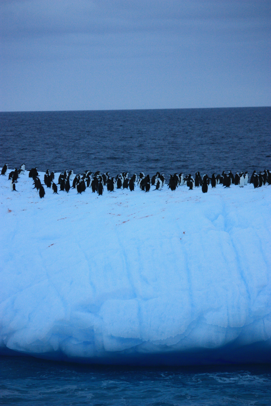 A colony of chinstrap penguins floats on an iceberg
