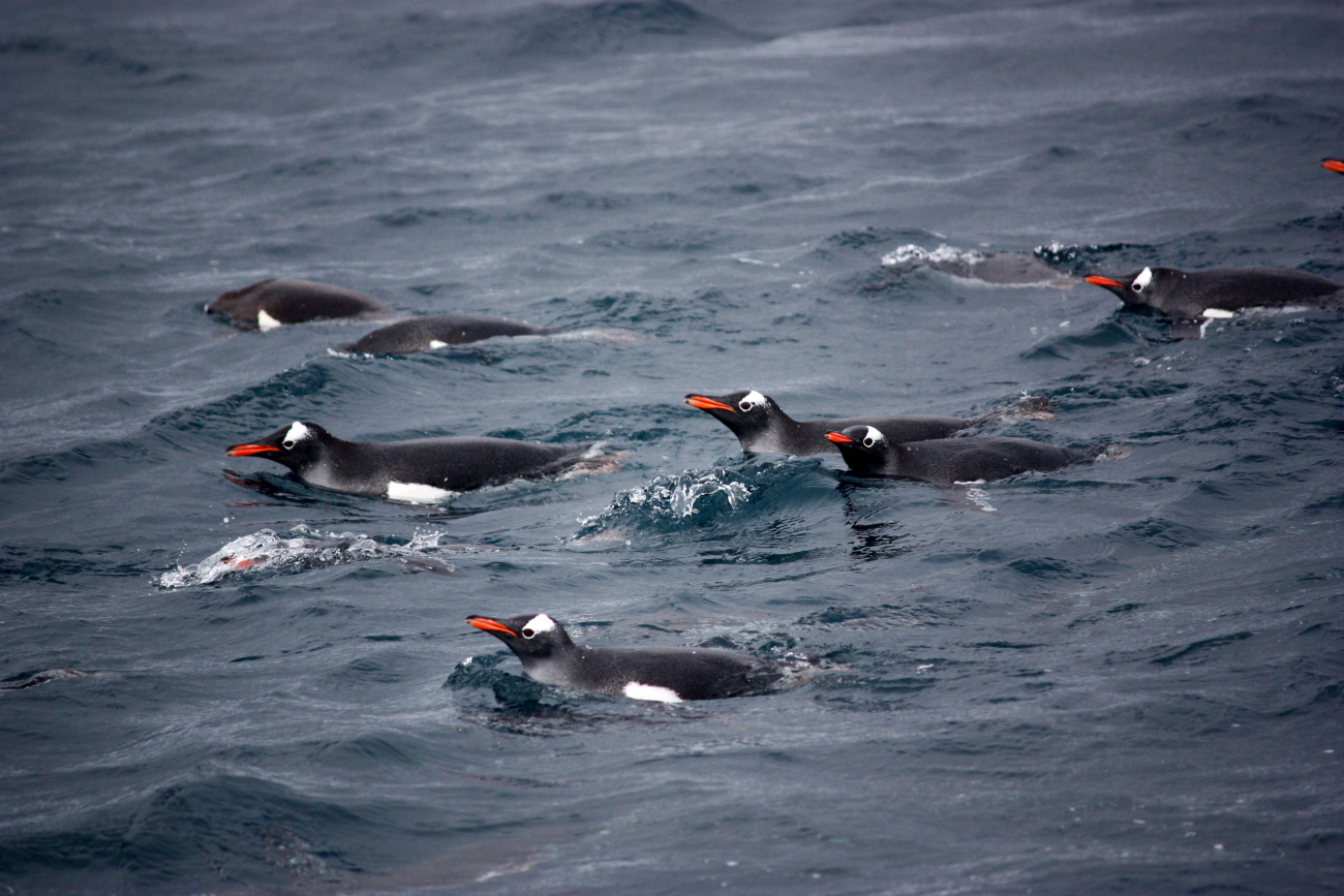 A group of swimming gentoo penguins