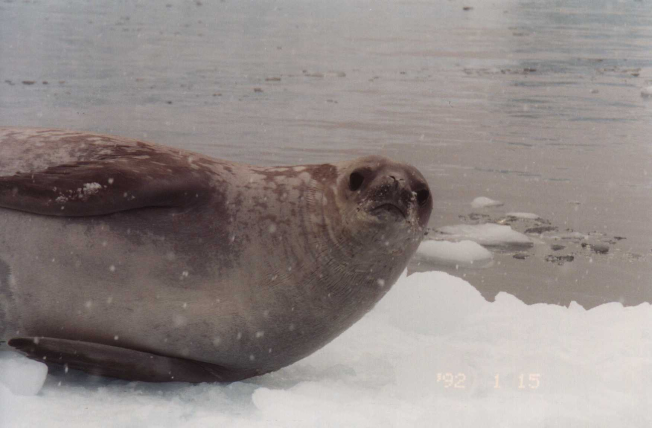 A crabeater seal on a snowy ice floe