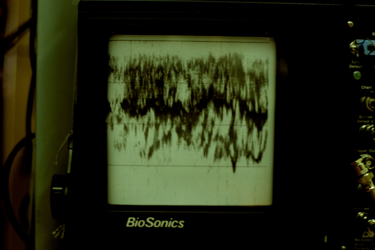 An echogram, or sound diagram, of krill 