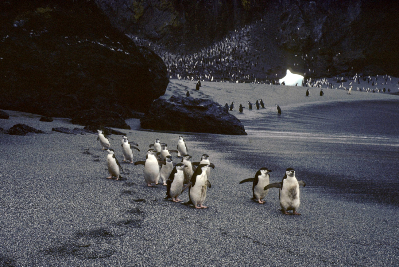 Chinstrap penguins by the seaside, Seal Island