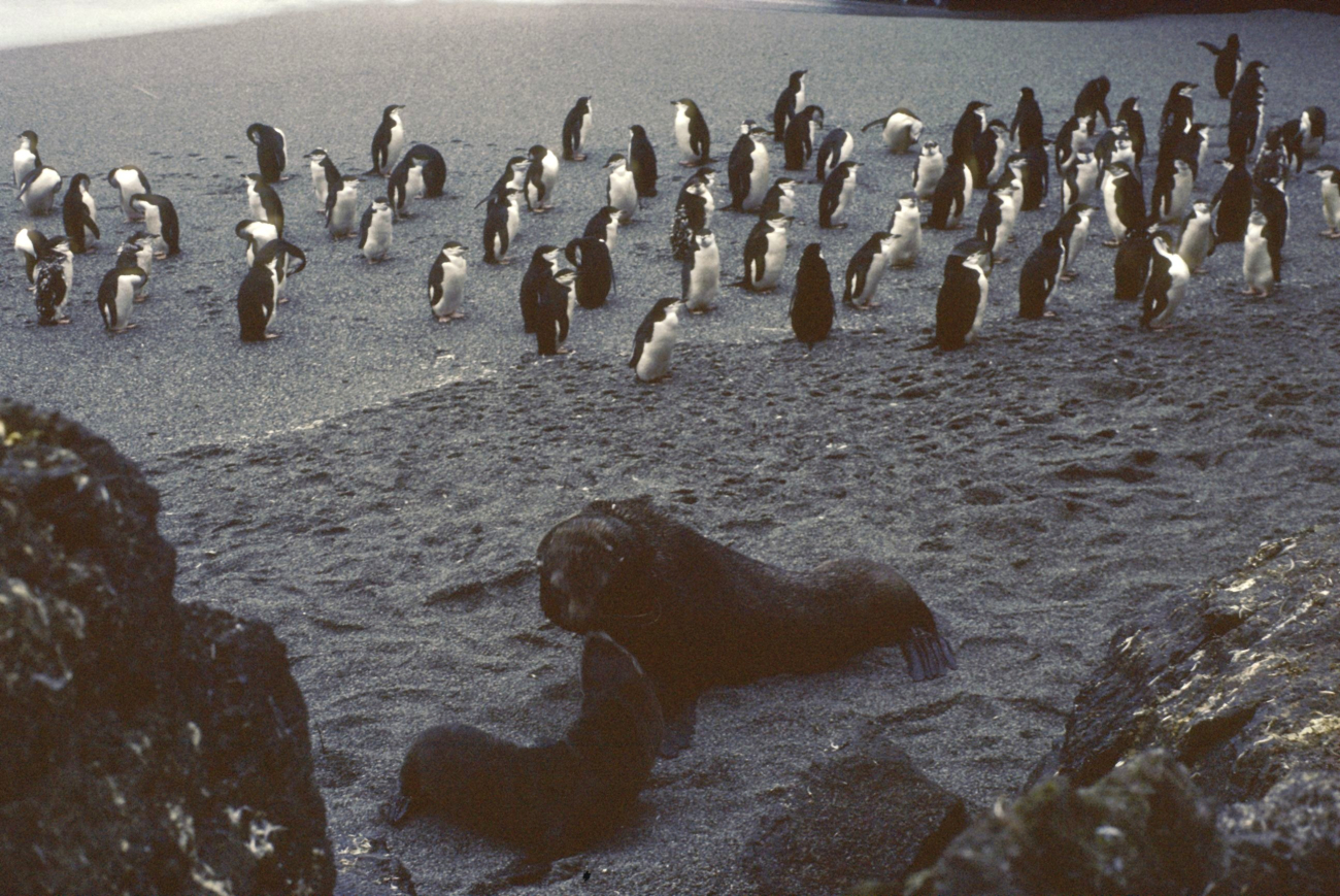 Chinstrap penguins share a beach with a pair of Antarctic fur seals