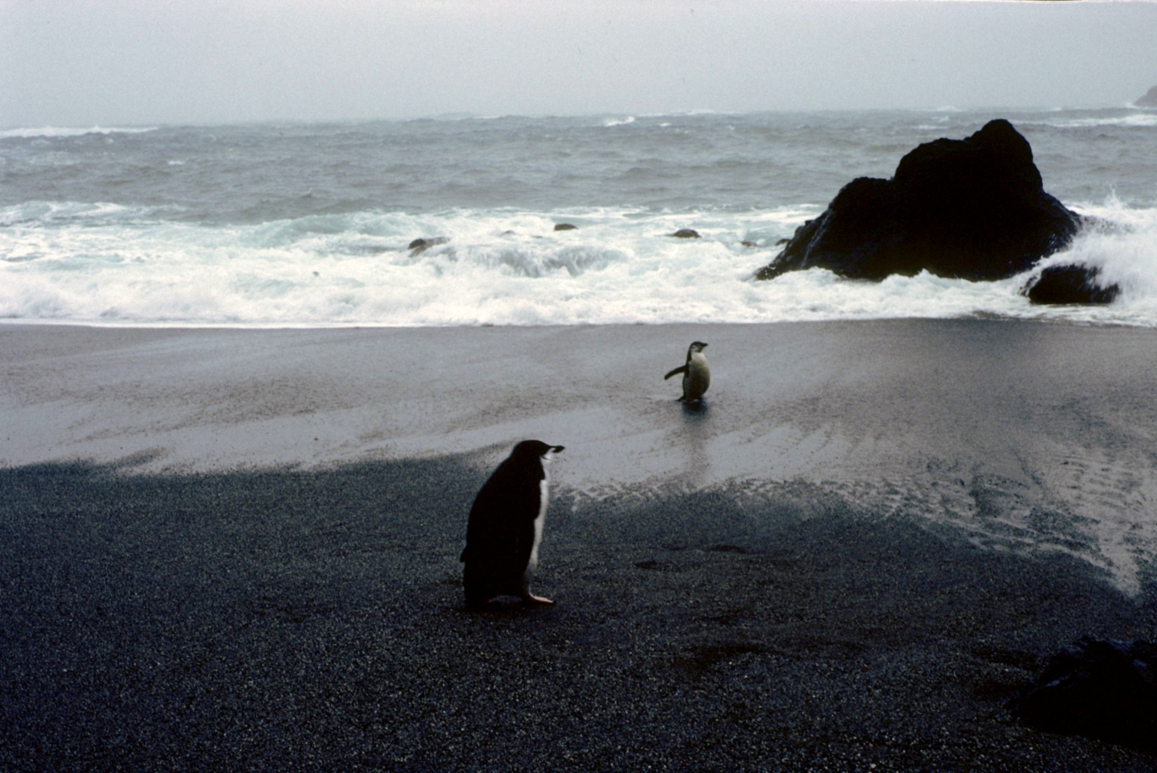 Chinstrap penguins on a rocky beach at Seal Island