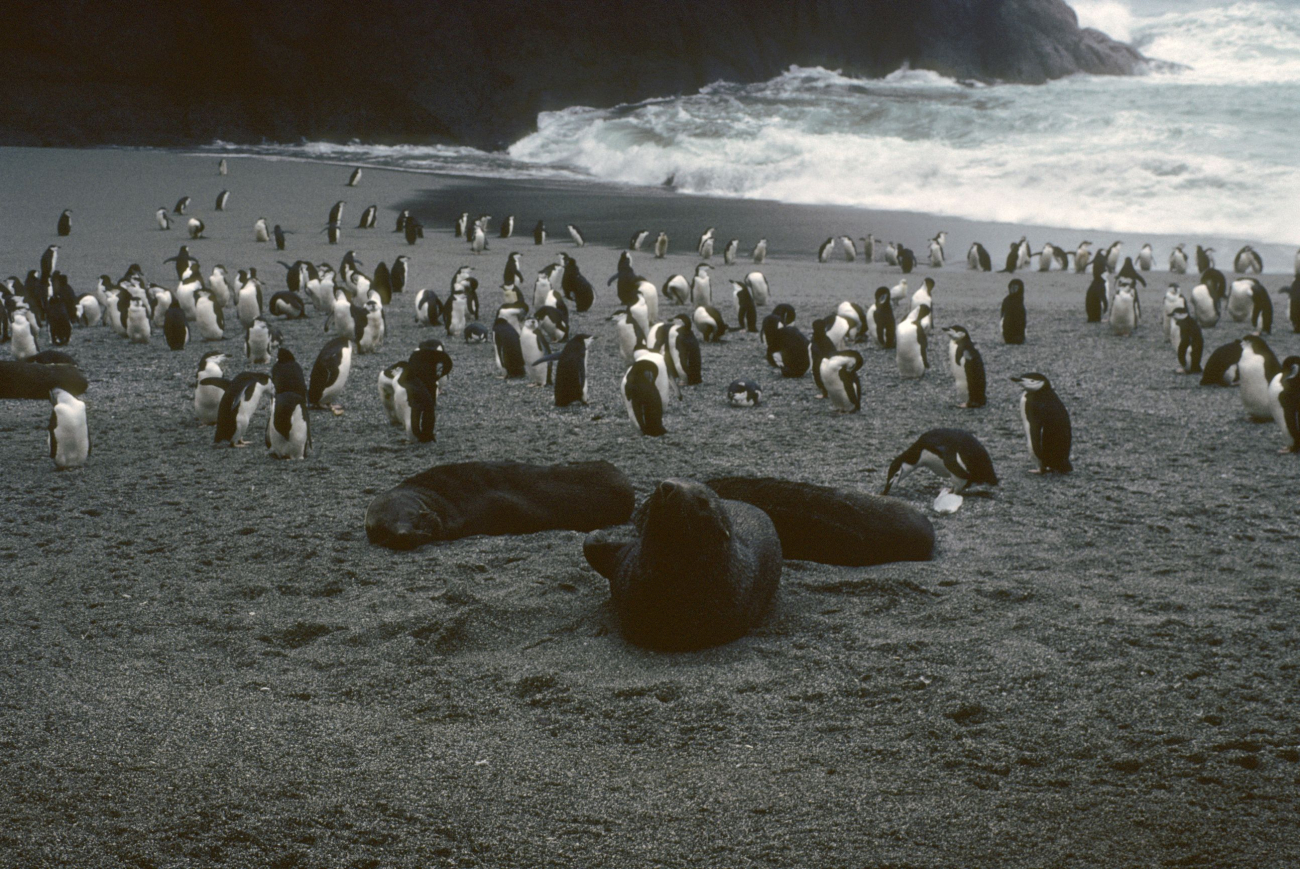 Antarctic fur seals and chinstrap penguins at Seal Island