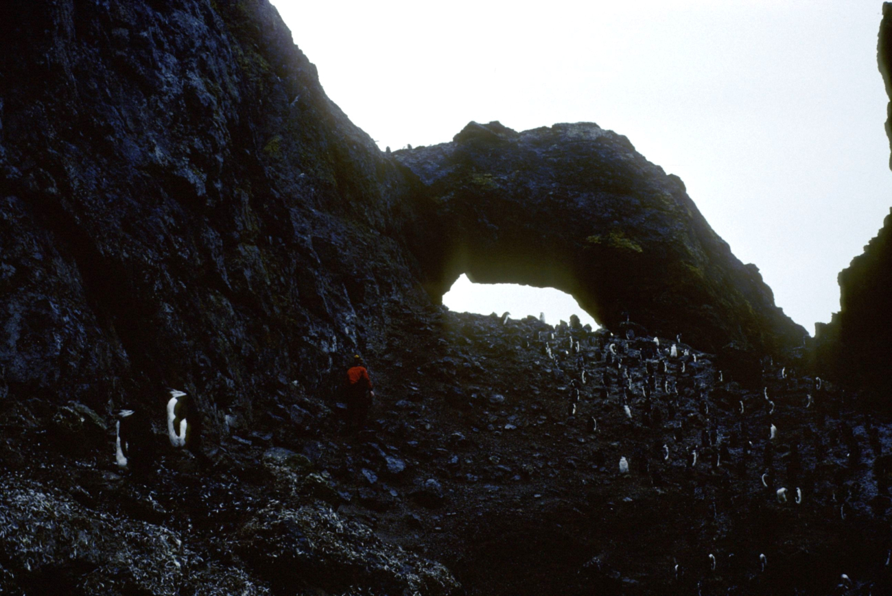 A biologist walks along the edge of a chinstrap penguin colony on Seal Island