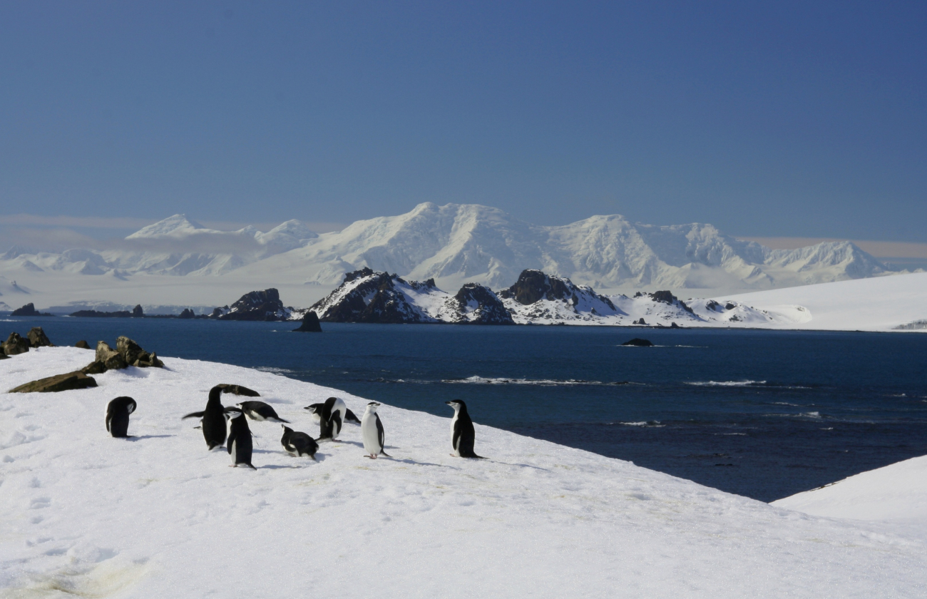 A group of chinstrap penguins near an icy bay, South Shetland Islands