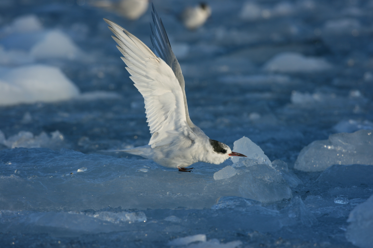 An Antarctic tern taking flight