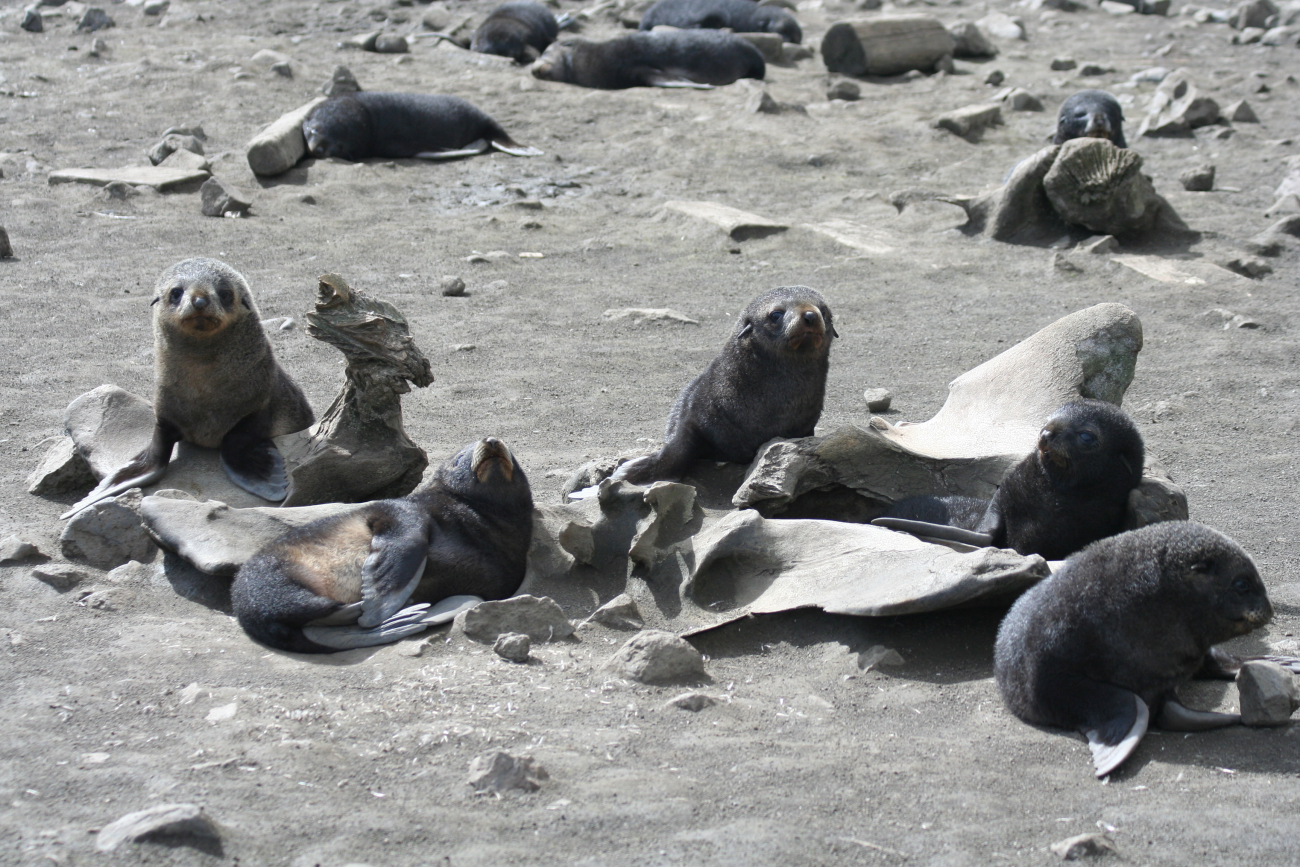 Antarctic fur seal pups bask among whale bones