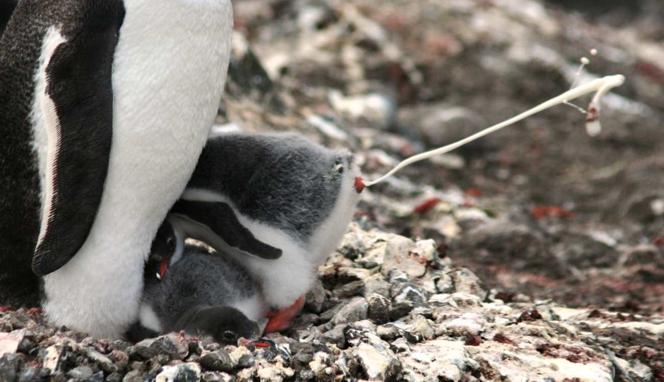 A gentoo penguin chick defecates outside of its nest