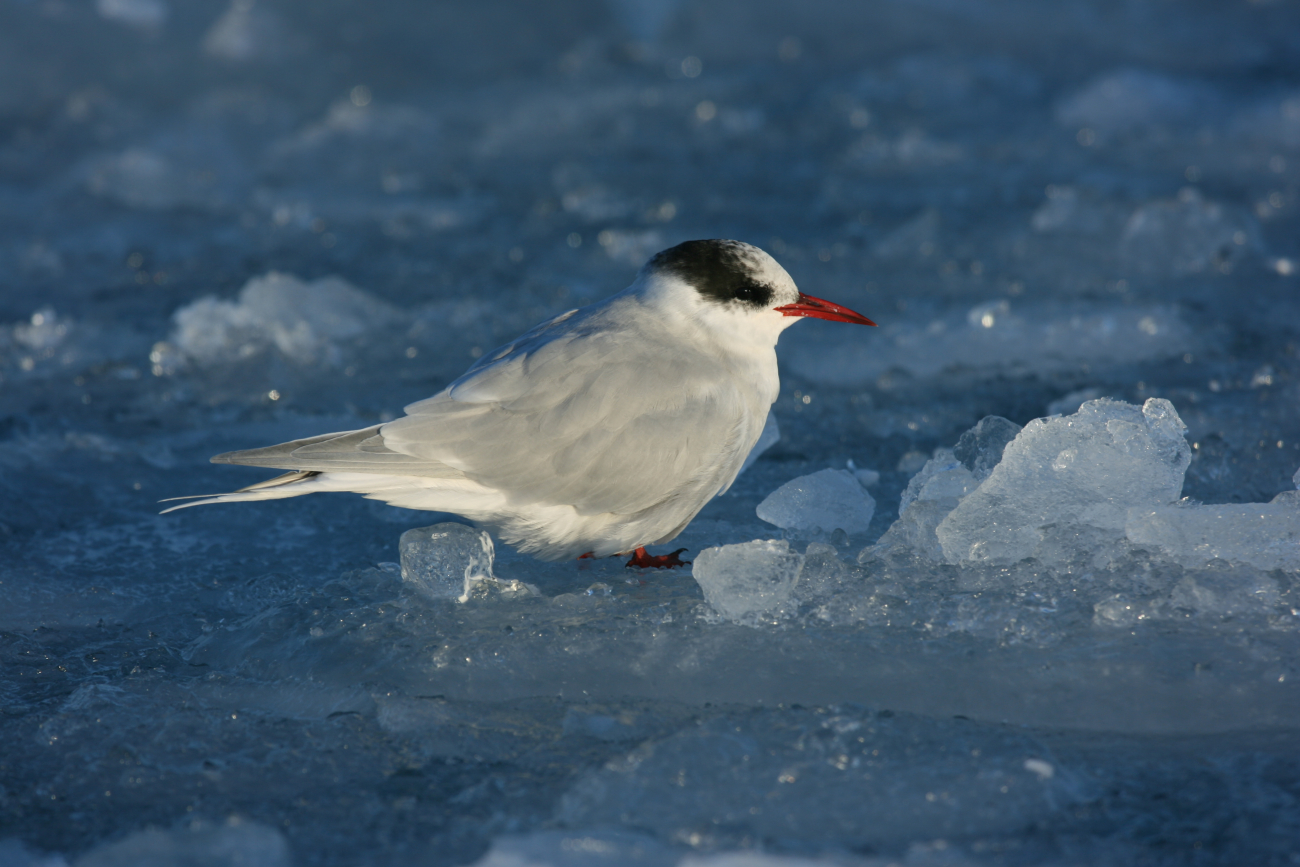An Antarctic tern resting on an ice floe